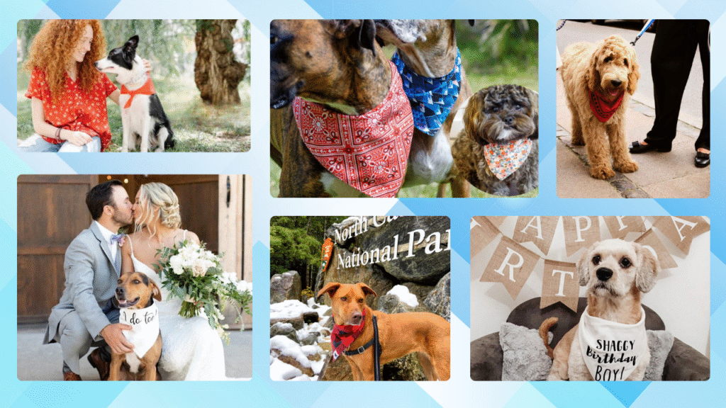 Collage of pets wearing bandanas in different settings including daily walks, park outings, birthday parties, and festive events